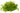 Pogostemon helferi, downoi, live aquarium plant