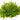 Pogostemon helferi, downoi, live aquarium plant