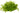 Pogostemon helferi, downoi, live aquarium plant