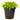 Pogostemon helferi, downoi, live aquarium plant