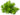 Pogostemon erectus, live aquarium plant