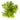Pogostemon erectus, live aquarium plant