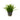 Sagittaria subulata, dwarf sagittaria, live aquarium plant