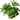 Staurogyne repens, live aquarium plant