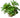 Staurogyne repens, live aquarium plant