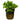 Staurogyne repens, live aquarium plant