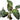 Hemigraphis colorata, purple waffle plant, live terrarium plant