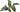 Hemigraphis colorata, purple waffle plant, live terrarium plant