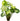 Syngonium 'White Butterfly', arrowhead vine, live terrarium plant