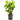 Syngonium 'White Butterfly', arrowhead vine, live terrarium plant
