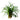 Ophiopogon japonicus 'Kyoto', mondo grass, garden plant