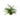 Ophiopogon japonicus 'Kyoto', mondo grass, garden plant