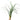 Ophiopogon japonicus, mondo grass, garden plant