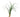 Ophiopogon japonicus, mondo grass, garden plant