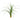 Ophiopogon japonicus, mondo grass, garden plant