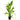 Echinodorus grandifolius, live aquarium plant