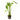 Echinodorus 'Rose', Amazon sword, live aquarium plant