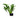 Echinodorus uruguayensis, Amazon sword, live aquarium plant