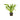 Echinodorus uruguayensis, Amazon sword, live aquarium plant