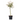 Flamingo Willow - Salix integra 'Flamingo' - Height 60-80cm - Pot 17cm
