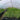 Iris Ensata Breeders Mix - Marginal Pond Plants - BP0A