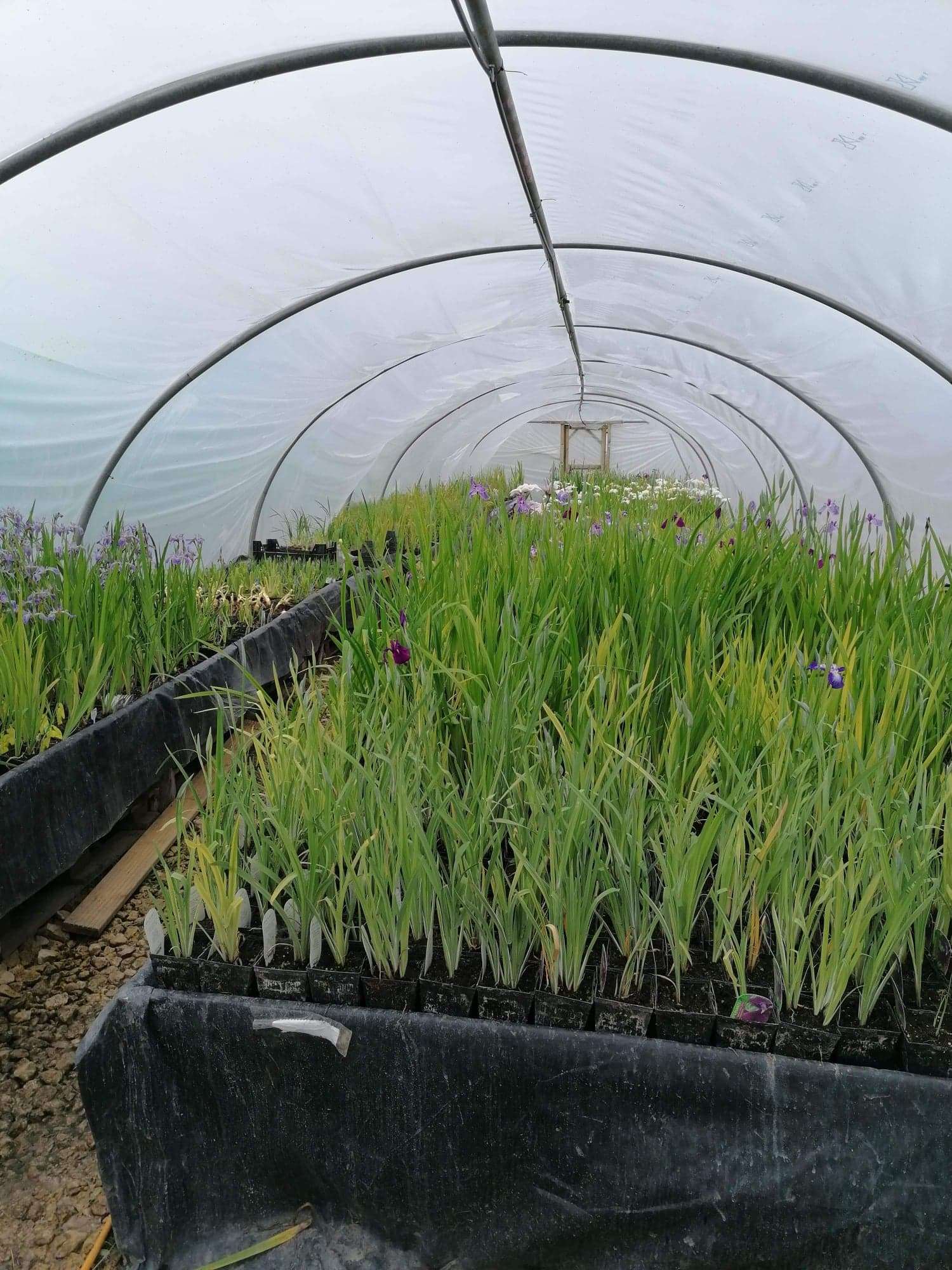 Iris Ensata Breeders Mix - Marginal Pond Plants - BP0A – Lincspplants