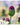 Ornamental onion - 100 pcs. - Allium 'Sphaerocephalon' - Flower Bulbs - Purple
