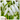 Greater snowdrop - 50 pcs. - Galanthus elwesii - Flower Bulbs - White