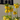 Snake's Head fritillary - 3 pcs. - Fritillaria 'lutea' - Flower Bulbs - Yellow