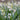 Summer Snowflake - 40 pcs. - Leucojum aestivum - Flower Bulbs - White