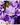 Crocus bulbs - 100 pcs. - Crocus 'Ruby Giant' - Flower Bulbs - Purple