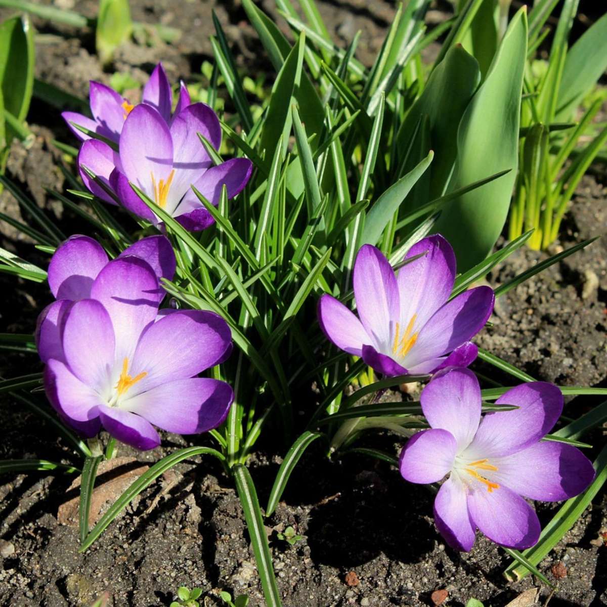 Crocus Ruby Crocus bulbs - 200 pcs. - Crocus 'Ruby Giant' - Flower Bulbs - Purple ...