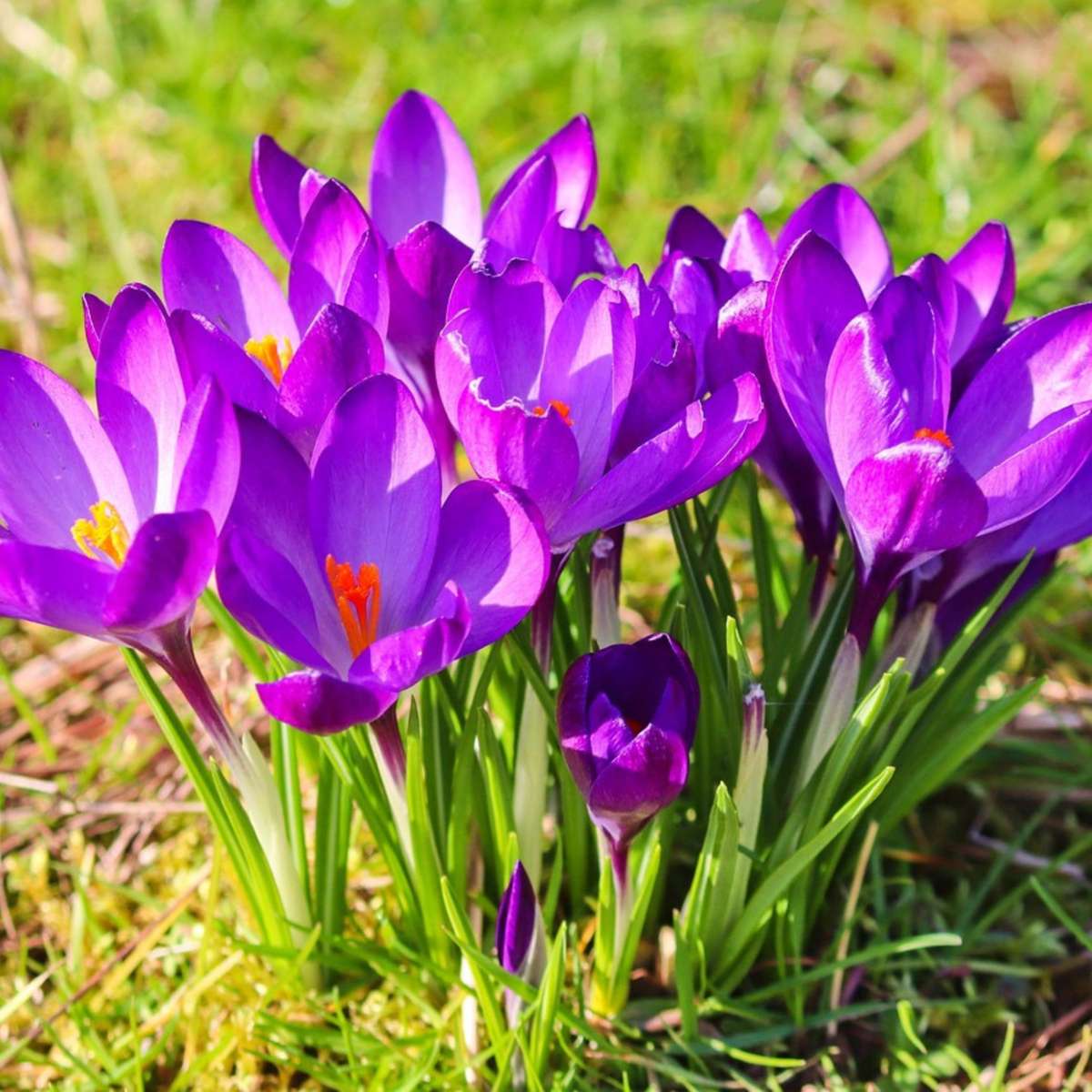 Crocus Ruby Crocus bulbs - 200 pcs. - Crocus 'Ruby Giant' - Flower Bulbs - Purple ...