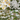 4 x White Flowering Perennials – 9cm Pots