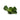 Pistia stratiotes, water lettuce, floating pond plant
