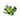 Pistia stratiotes, water lettuce, floating pond plant