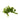 Salvinia natans, floating watermoss, floating pond plant