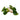 Trapa natans, water chestnut, floating pond plant