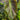 Colocasia Black Hawaii - Marginal Pond Plants - EP100
