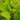 Colocasia Maui Gold - Marginal Pond Plants - EP103