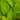 Colocasia Pink China - Marginal Pond Plants - EP104