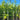 Cupressus Leylandii - Hedge Plants  - Hedging - HEG09