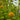 Mandarin Citrus Calamondin