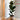 Rubber Plant - Ficus Elastica 'Robusta' - Height 75-100cm - ⌀24cm