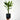 Dragon Tree - 2 pcs. - Dracaena Deremensis 'Warneckei' - Height 60-70cm - ⌀17cm