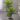 Dragon Tree - 2 pcs. - Dracaena deremensis 'Lemon Lime' - Height 60-70cm - ⌀17cm