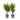 Dragon Tree - 2 pcs. - Dracaena deremensis 'Lemon Lime' - Height 60-70cm - ⌀17cm