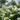 Hortensia - Hydrangea paniculata 'Ice Crystal' - Height 25-40cm - ⌀19cm