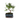 Bonsai tree - Zelkova serrata - Height 20-30cm - ⌀20cm