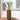 Lucky Bamboo - 6 pcs. - Dracaena sanderiana - Height 40-50cm - ⌀2cm